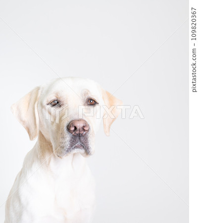 拉布拉多大型犬頑皮狗幼犬幼犬白狗黃色實驗室 No23 拉布拉多大型犬頑皮狗幼犬幼犬白狗黃色實驗室 No23 109820367