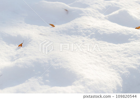 A serene winter landscape with pristine snow and scattered dry leaves. Beautiful shine of snow from the rays of the sun. 109820544