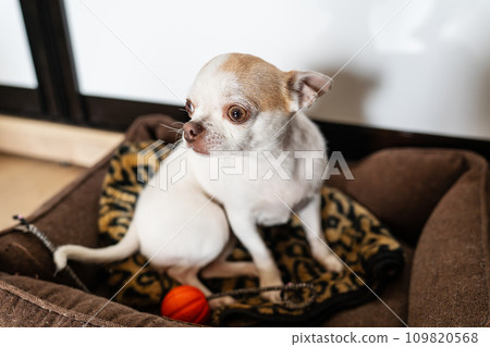 A small white Chihuahua dog with brown spots sitting in a brown dog bed with a leopard print blanket and a red ball toy. A small white Chihuahua dog with brown spots sitting in a brown dog bed with a leopard print blanket and a red ball toy. 109820568