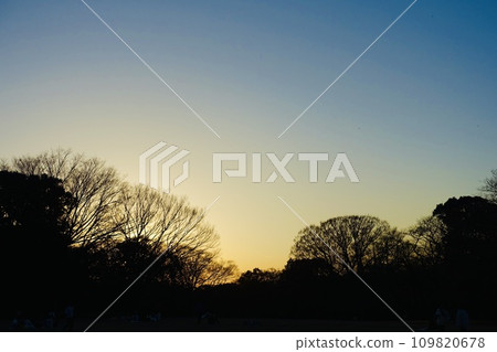 樹的黃昏和剪影 樹的黃昏和剪影 109820678