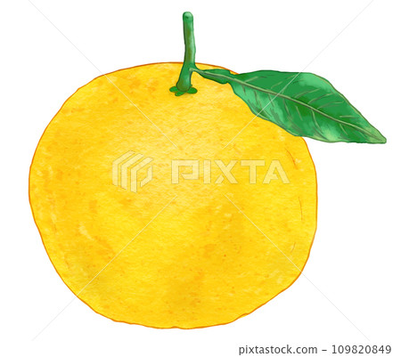 Hassaku with realistic leaves, Hassaku, Pomelo, Buntan 1 piece Hassaku with realistic leaves, Hassaku, Pomelo, Buntan 1 piece 109820849