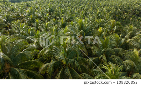 King coconut fruits grow on tree 109820852