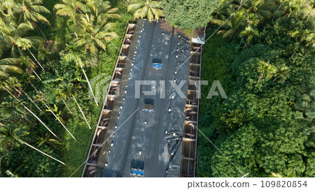Pig farming in tropical forst Pig farming in tropical forst 109820854