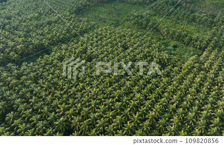 King coconut fruits grow on tree King coconut fruits grow on tree 109820856