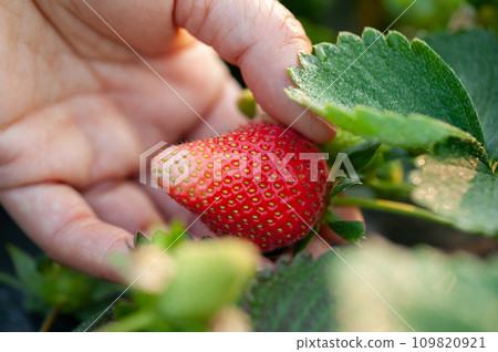 Hand picking strawberry fruit in spring garden Hand picking strawberry fruit in spring garden 109820921