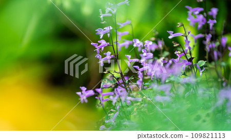 Mona Lavender flowers 109821113