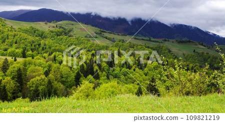 rural landscape with grassy meadows and pastures. mountainous countryside scenery in spring on a cloudy day 109821219
