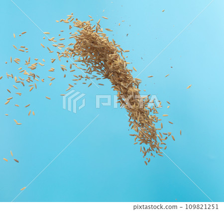Paddy Rice grain fly in mid air. Yellow Golden Paddy Rice falling scatter, explosion float in shape form line group. Blue sky background isolated freeze motion 109821251