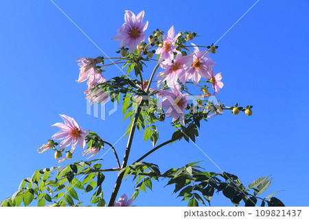 Emperor Dahlia shining in the blue sky Emperor Dahlia shining in the blue sky 109821437