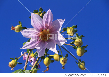 皇帝大麗花閃耀在藍天 109821441