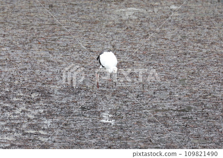 Stork Stork 109821490