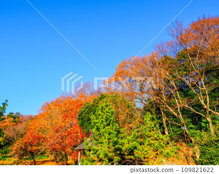 Trees with autumn leaves in early winter at Junsai Pond Trees with autumn leaves in early winter at Junsai Pond 109821622