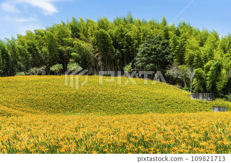 The beautiful daylilies in the Chike mountain(Jinzhen Mountain) of Hualien, Taiwan. View of the daylilies in the Hillside of Hualien, Taiwan. The beautiful daylilies in the Chike mountain(Jinzhen Mountain) of Hualien, Taiwan. View of the daylilies in the Hillside of Hualien, Taiwan. 109821713