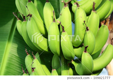 Blue banana before harvest Blue banana before harvest 109821777