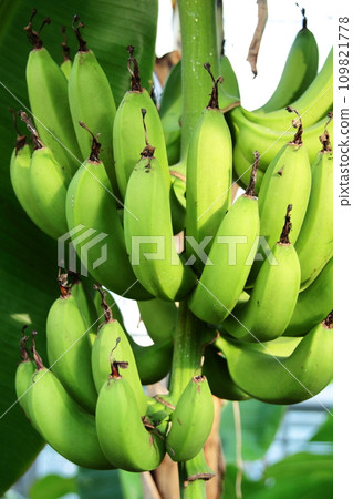 Blue banana before harvest Blue banana before harvest 109821778