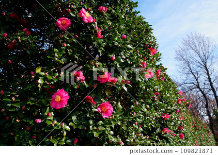 初冬盛開的茶梅花 109821871