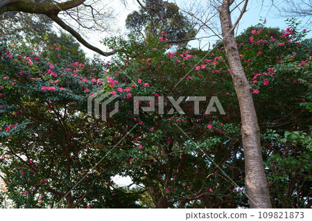 初冬盛開的茶梅花 109821873