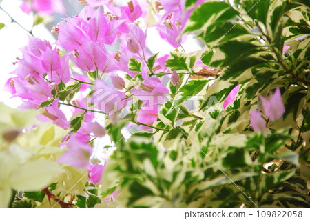 Cute pink bougainvillea Cute pink bougainvillea 109822058