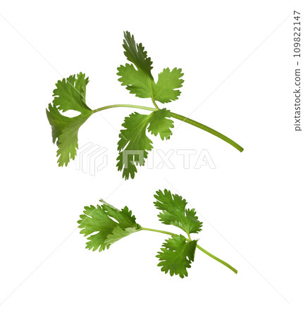 Set of green leaves of cilantro isolated on white 109822147