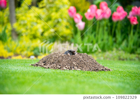 European mole (Talpa europaea) destroying lawn with its mole hills and underground tunnels 109822329