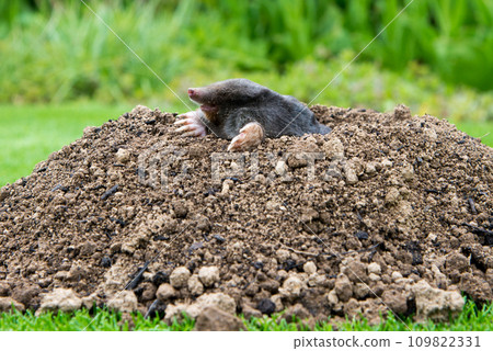 European mole (Talpa europaea) destroying lawn with its mole hills and underground tunnels 109822331