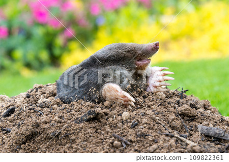 Mole, Talpa europaea, making mole hill and damaging beautiful lawn and flower garden. Mole, Talpa europaea, making mole hill and damaging beautiful lawn and flower garden. 109822361