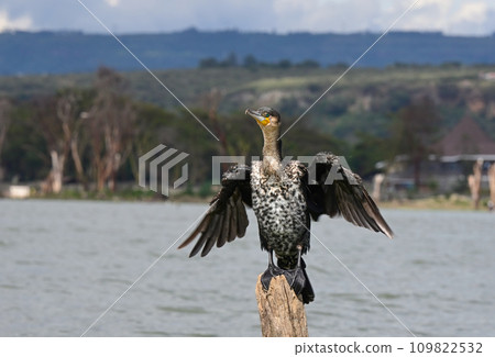 Great cormorant bird dries its wings sitting on a dry tree in the middle of Lake Naivasha in Kenya 109822532