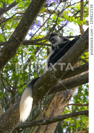 Black and White Colobus monkey in the wild. Kenya 109822536