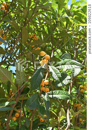 Tree: Loquat Rosaceae Tree: Loquat Rosaceae 109822618