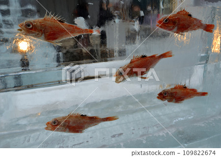 Sapporo Snow Festival Fish School Susukino Venue 109822674