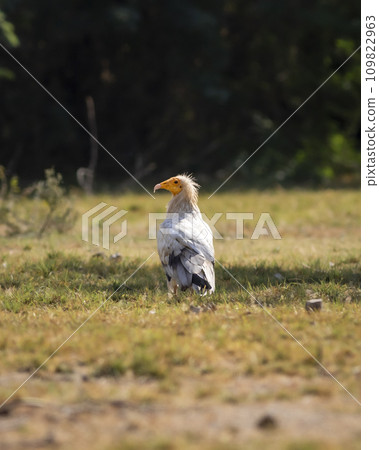 Egyptian vulture or Neophron percnopterus bird in natural green background and in shade of tree during winter migration at tal chhapar blackbuck sanctuary rajasthan India asia Egyptian vulture or Neophron percnopterus bird in natural green background and in shade of tree during winter migration at tal chhapar blackbuck sanctuary rajasthan India asia 109822963
