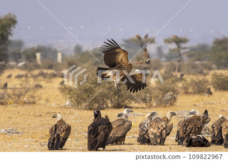 gyps fulvus or griffon vulture or eurasian griffon flying with full wingspan near flock or family at jorbeer conservation reserve bikaner rajasthan india asia gyps fulvus or griffon vulture or eurasian griffon flying with full wingspan near flock or family at jorbeer conservation reserve bikaner rajasthan india asia 109822967