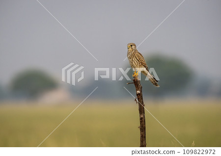 Common kestrel or european kestrel or Falco tinnunculus bird closeup perched in scenic grassland background during winter migration in tal chhapar blackbuck sanctuary churu rajasthan india asia 109822972