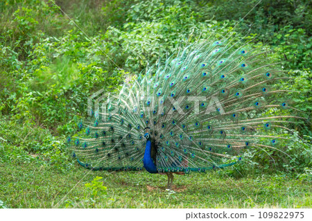 Indian peafowl or Pavo cristatus or male peacock display his wings and dancing with full colorful wingspan to attracts female partners for mating in natural monsoon green forest of central india asia Indian peafowl or Pavo cristatus or male peacock display his wings and dancing with full colorful wingspan to attracts female partners for mating in natural monsoon green forest of central india asia 109822975