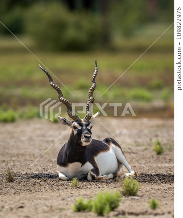 Big horned wild male blackbuck or antilope cervicapra or Indian antelope sitting in velavadar blackbuck national park gujrat india asia Big horned wild male blackbuck or antilope cervicapra or Indian antelope sitting in velavadar blackbuck national park gujrat india asia 109822976