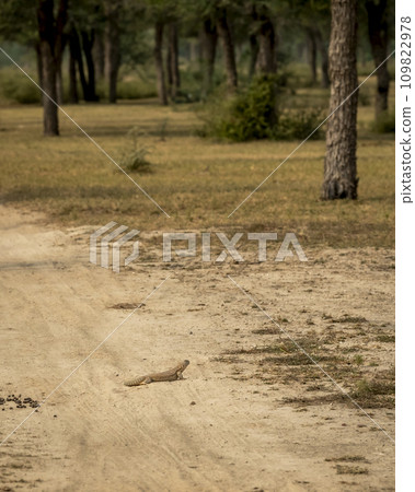 Spiny tailed lizard or Uromastyx coming out from burrow on a safari track or road in tal chhapar sanctuary churu rajasthan india asia 109822978