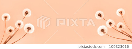 Soft fluffy dandelions with white seeds on a peach fuzz background with space for text. Copy space. Banner. Trendy color of year 2024 - Peach Fuzz. Soft fluffy dandelions with white seeds on a peach fuzz background with space for text. Copy space. Banner. Trendy color of year 2024 - Peach Fuzz. 109823016