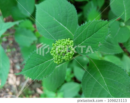 即將綻放的花朵 109823113