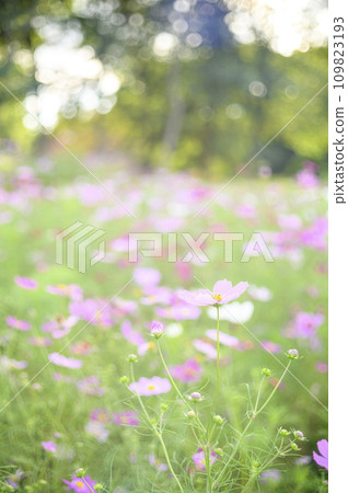 盛開的波斯菊（特殊攝影造成的柔和色調） 109823193