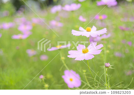 盛開的波斯菊（特殊攝影造成的柔和色調） 109823203