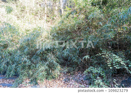綠草如茵的卡吉山入口（路標 C-8 附近） 109823279