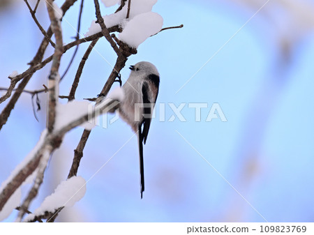 Shimaenaga in fresh snow Shimaenaga in fresh snow 109823769