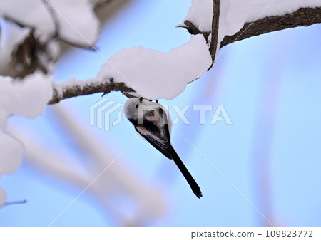 新雪中的島江長 新雪中的島江長 109823772