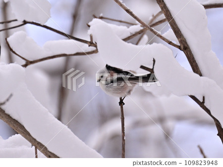 Shimaenaga in fresh snow Shimaenaga in fresh snow 109823948