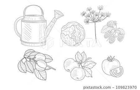 Garden Elements Set, Watering Can, Cabbage, Dill, Raspberry, Apricot and Apple Branches, Pomegranate Black and White Hand Drawn Vector Illustration Garden Elements Set, Watering Can, Cabbage, Dill, Raspberry, Apricot and Apple Branches, Pomegranate Black and White Hand Drawn Vector Illustration 109823970