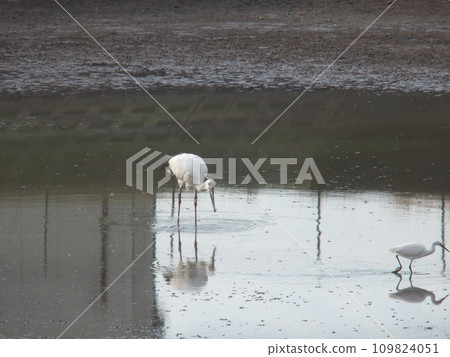 Stork looking for food in winter river Stork looking for food in winter river 109824051