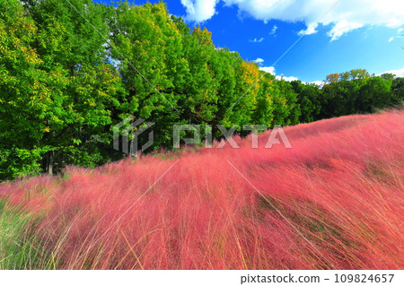 [Osaka Prefecture] Pink Sea of Flower Hill in Expo Commemorative Park (Muhlenbergia) 109824657