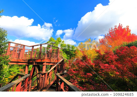 [Osaka Prefecture] Autumn leaves on the aerial observation path in the forest of Expo Commemorative Park (Solard) 109824685