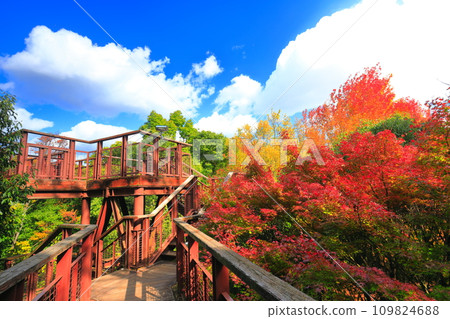 [大阪府]世博紀念公園（太陽能）森林空中觀察道上的紅葉 109824688