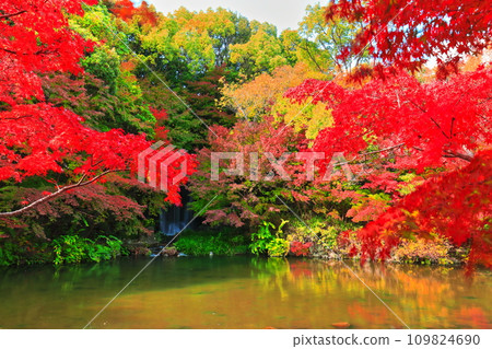 [大阪府]萬博紀念公園（門司峽）的楓葉瀑布與紅葉 109824690